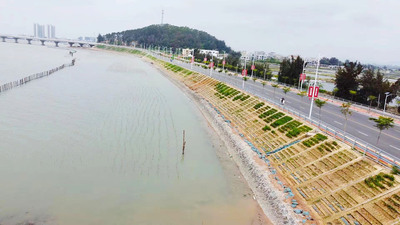 茂名滨海新区博贺湾整治工程